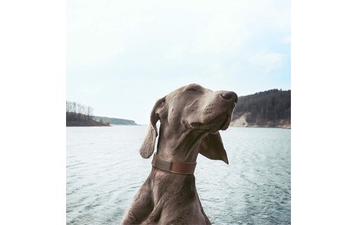 Invoxia GPS Pet Tracker LWT2 - Traceur GPS pour chats et chiens