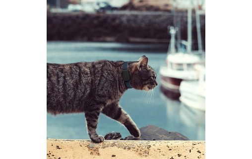 Invoxia GPS Pet Tracker LWT2 - Traceur GPS pour chats et chiens