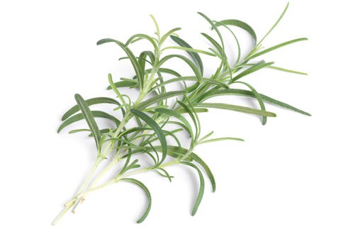 Veritable Lingot Romarin pour potager d'intérieur