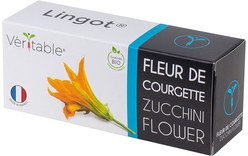 Véritable Lingot Fleur de Courgette BIO pour potager d'intérieur