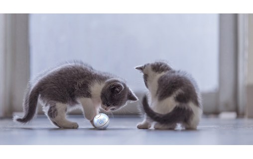 Petoneer Play Ball - Balle de jeu intelligente pour chats