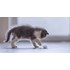 Petoneer Play Ball - Balle de jeu intelligente pour chats