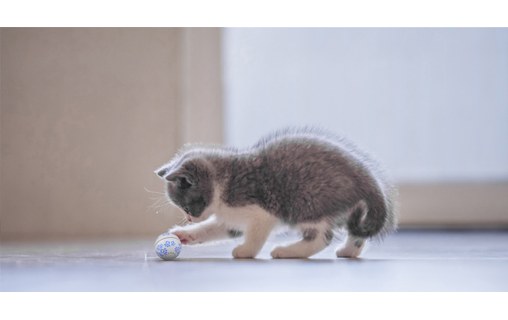 Petoneer Play Ball - Balle de jeu intelligente pour chats