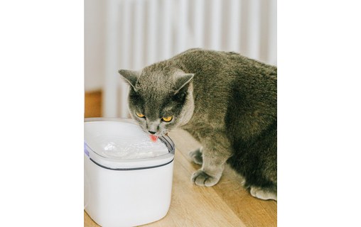 Pack Petoneer gamelle double et fontaine à eau connectée pour chats et chiens