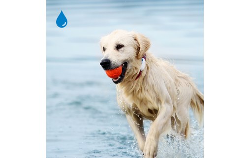 Tractive GPS DOG 4 - Traceur GPS pour chiens