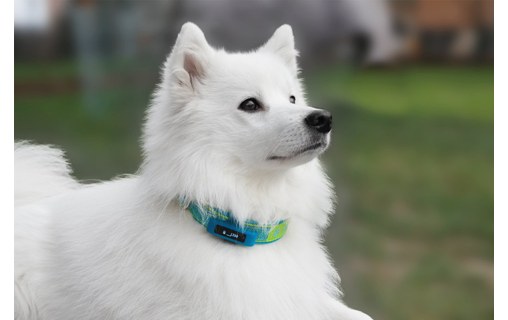 TRACTIVE Motion - Tracker d'activité pour animaux domestiques