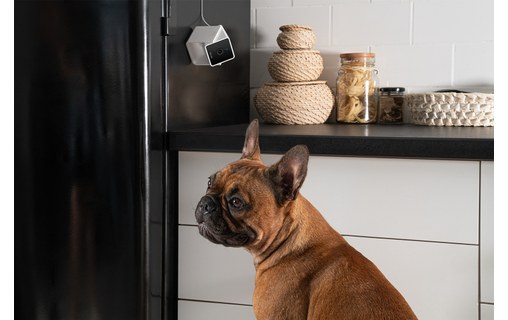 Caméra pour animaux Petcube Cam avec Vétérinaire en ligne (anglais)