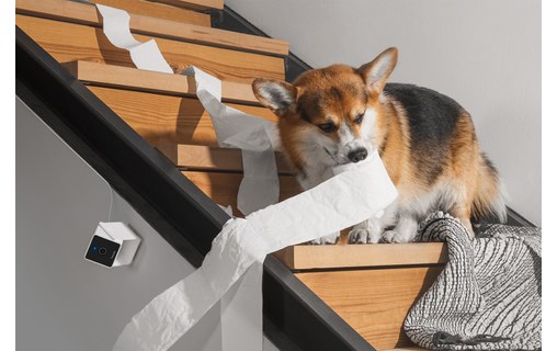 Caméra pour animaux Petcube Cam avec Vétérinaire en ligne (anglais)