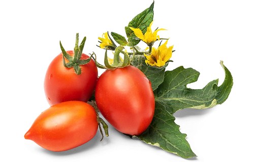 Véritable Lingot Mini Tomates Rouges pour potager d'intérieur