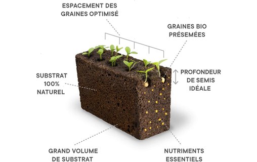 Véritable Lingot Mini Tomates Rouges pour potager d'intérieur