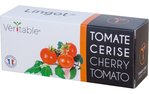 Véritable Lingot Tomates Cerises pour potager d'intérieur