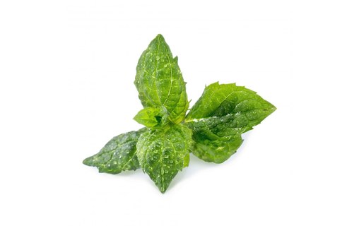 Véritable Lingot Menthe Verte Bio pour potager d'intérieur