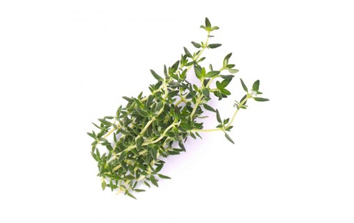 Véritable Lingot Thym Bio pour potager d'intérieur
