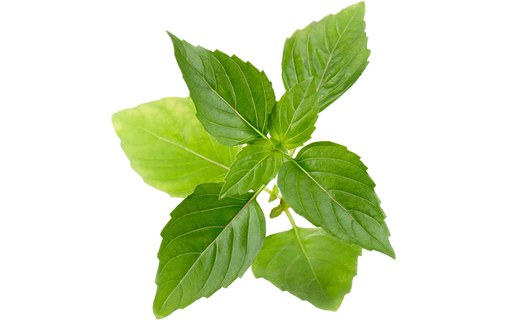 Véritable Lingot Basilic Thaï Bio pour potager d'intérieur