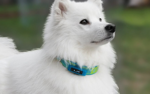 Traceur & Collier GPS